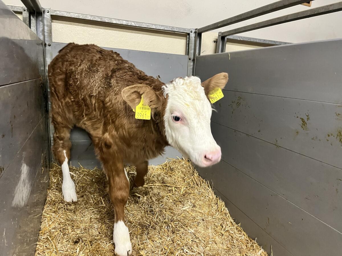 Bio Fleckvieh Zuchtkalb 3