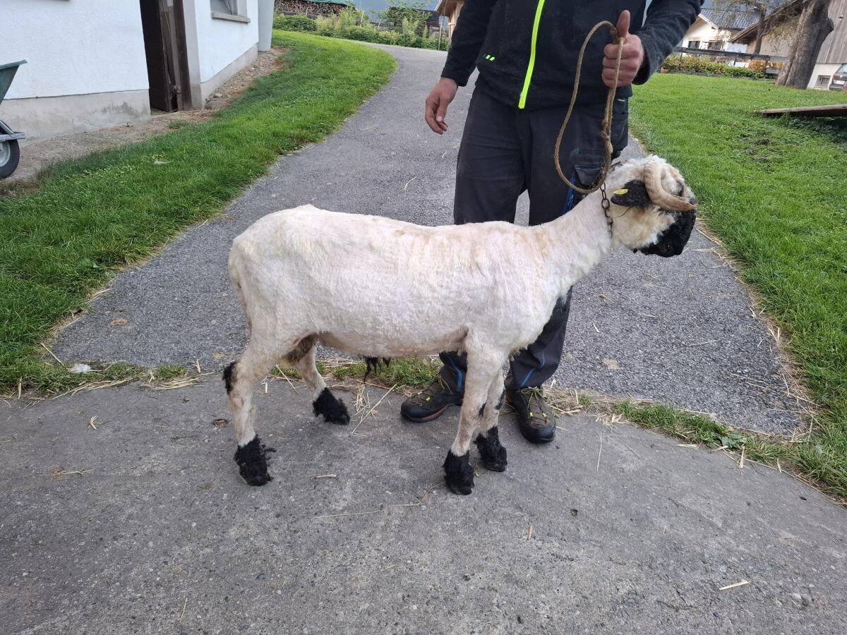 Walliser Schwarznasen-Widder 1