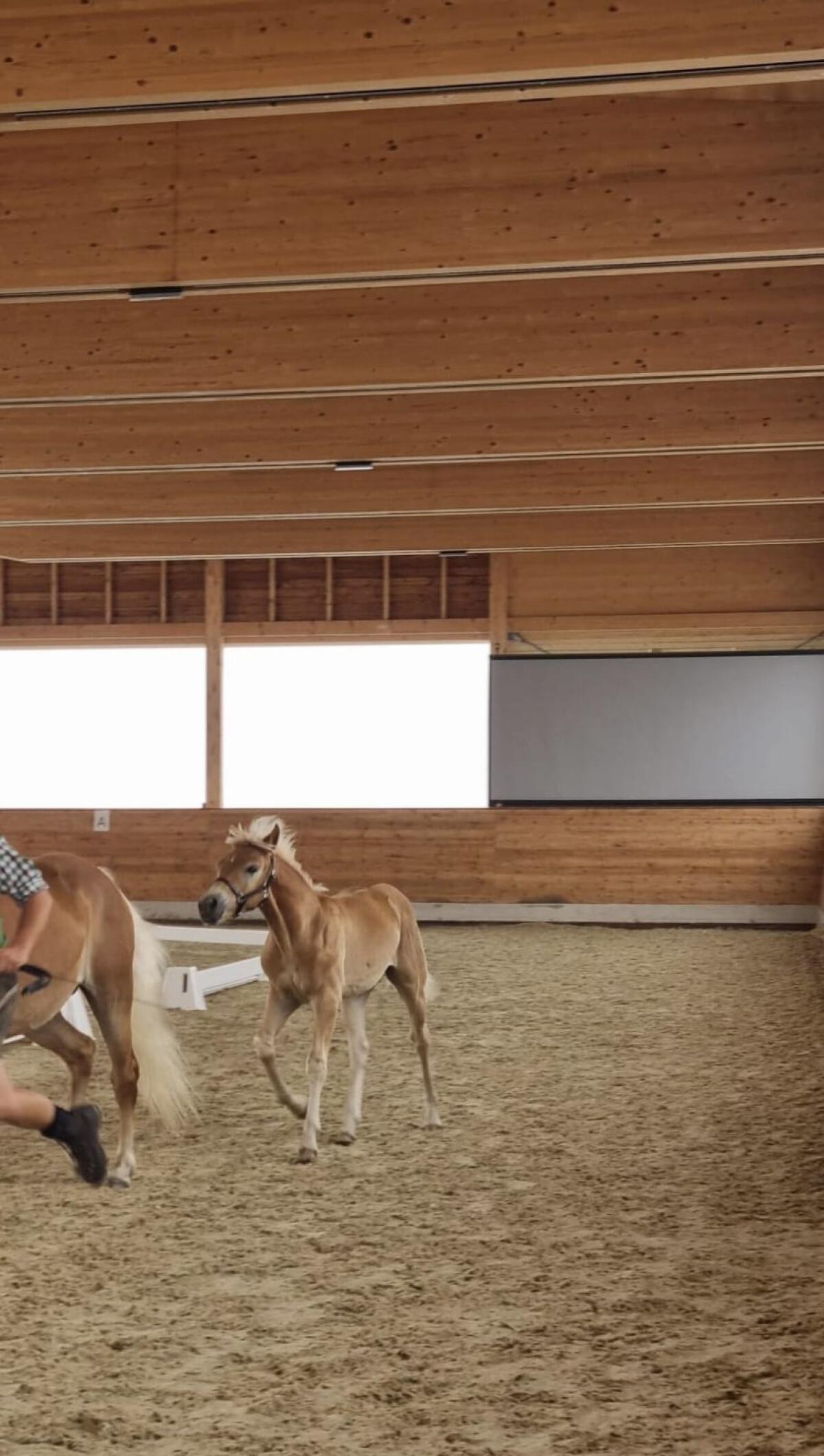 Haflinger Hengstfohlen 3