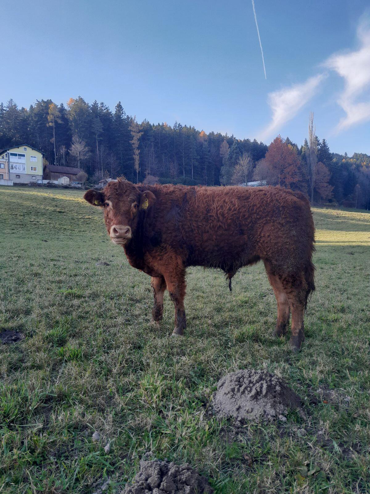 Limousin-Stier 3