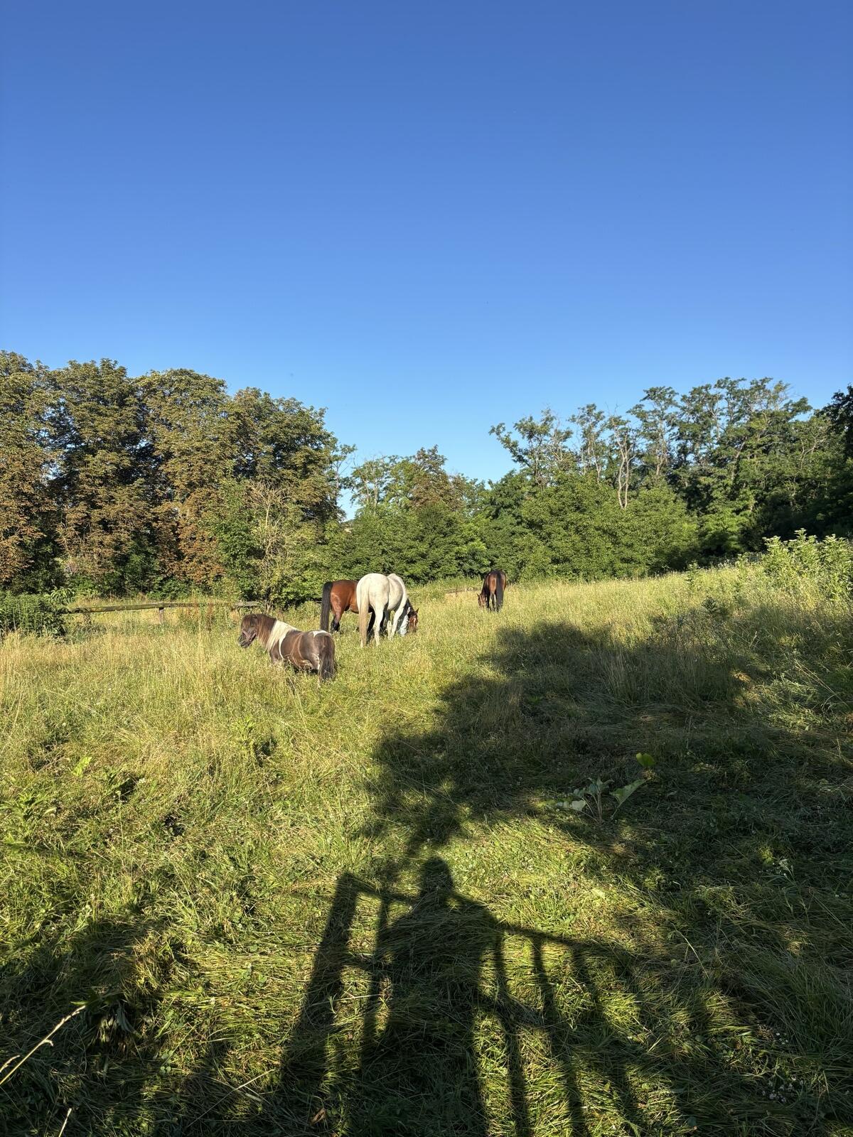 Offenstallplatz zu vergeben 1
