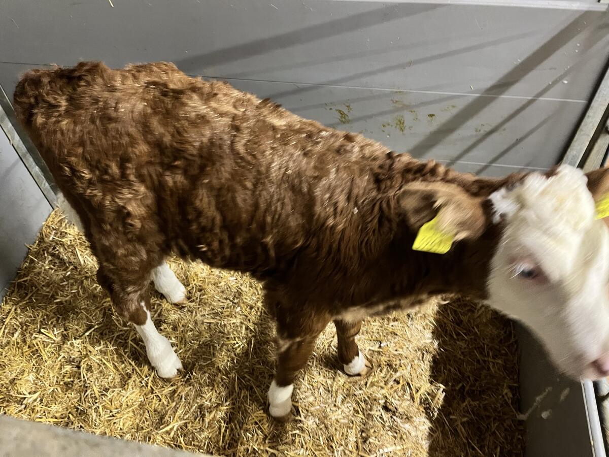 Bio Fleckvieh Zuchtkalb 2