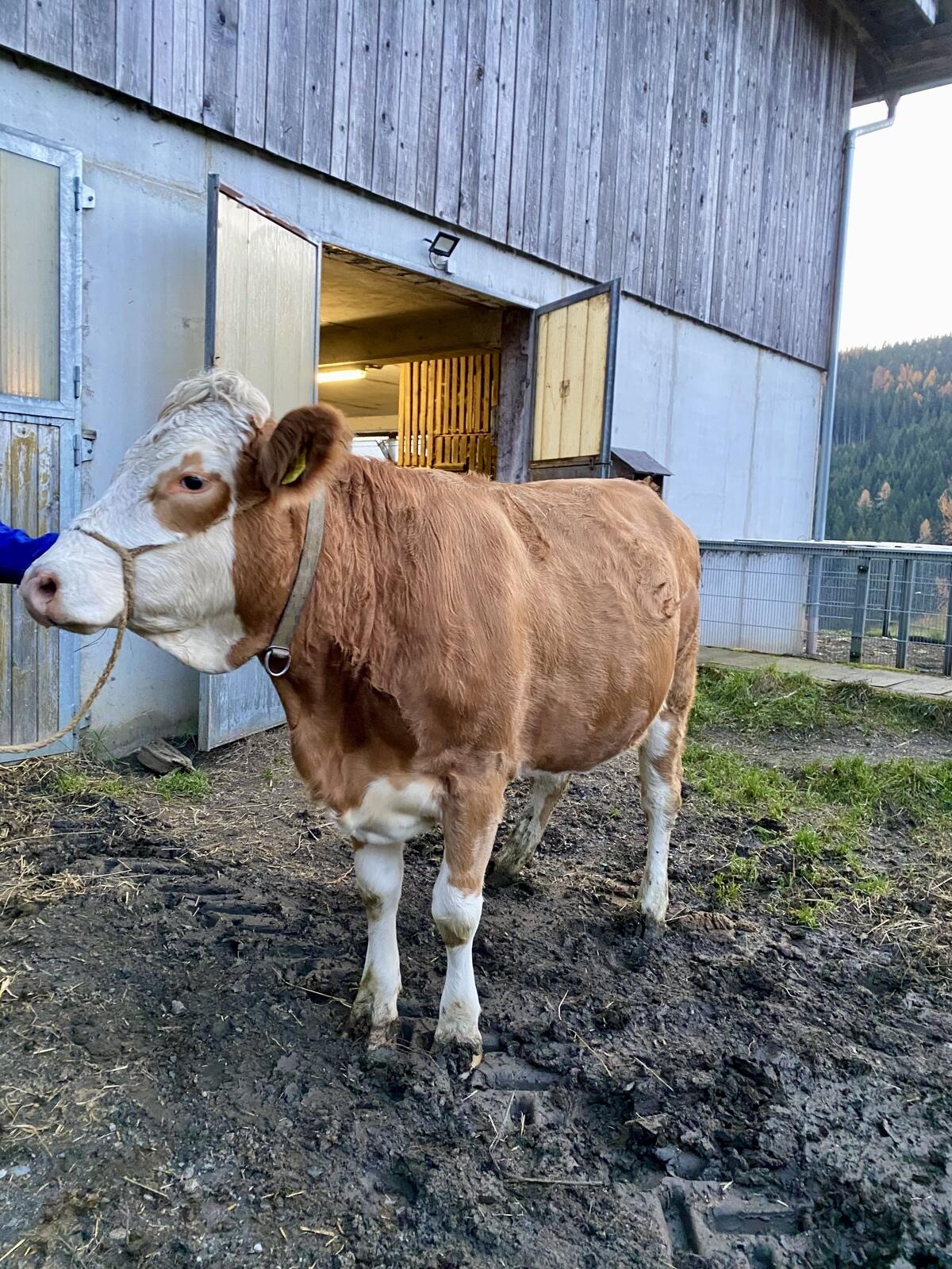 Trächtige Fleckvieh Kalbin 1