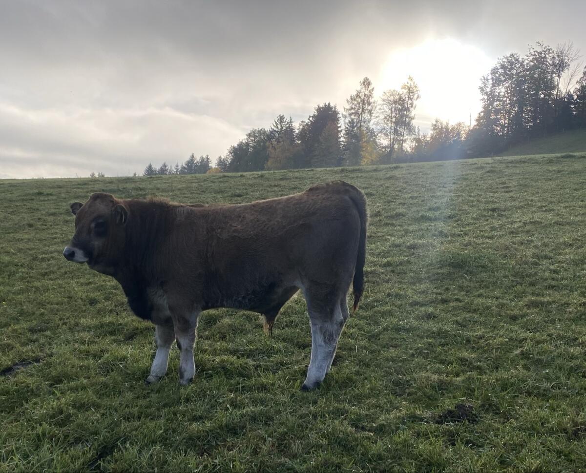 Verkaufe 2 Murbodner Jungstiere 2