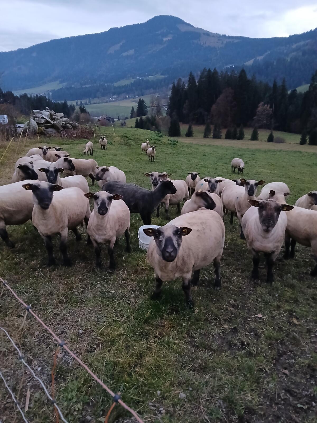 Shropshire Schafe zu verkaufen, wahrscheinlich trächtig 2