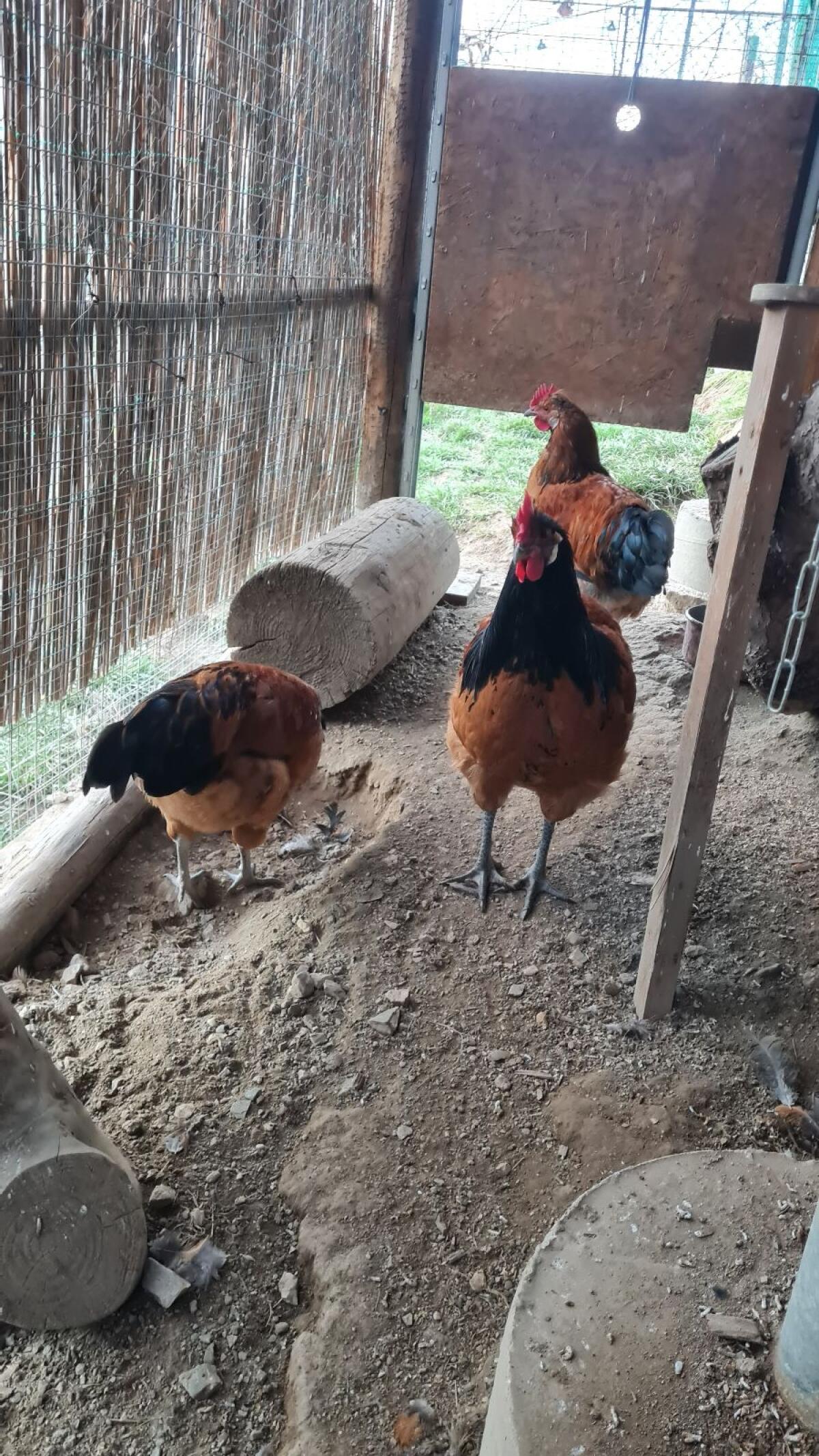 2 Stk. Vorwerkhähne 2