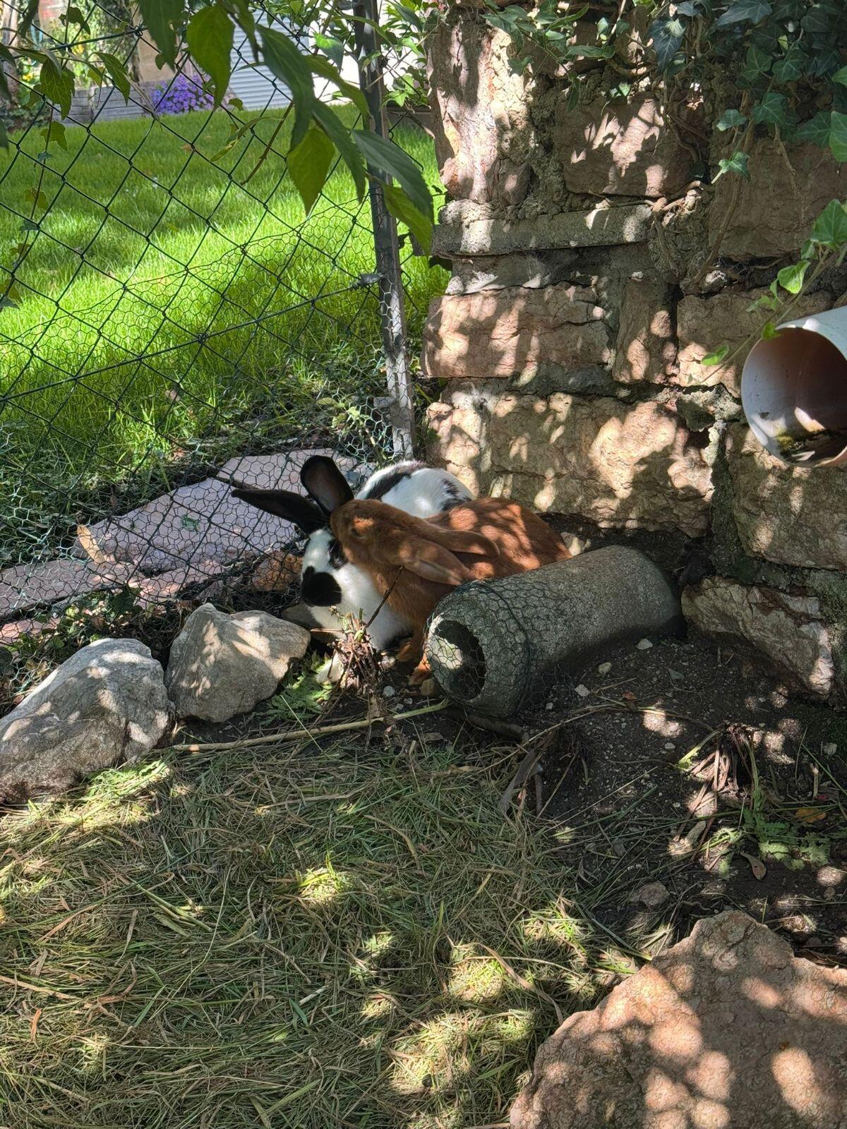 Zucht, Fleisch, Kuschelhasen 3