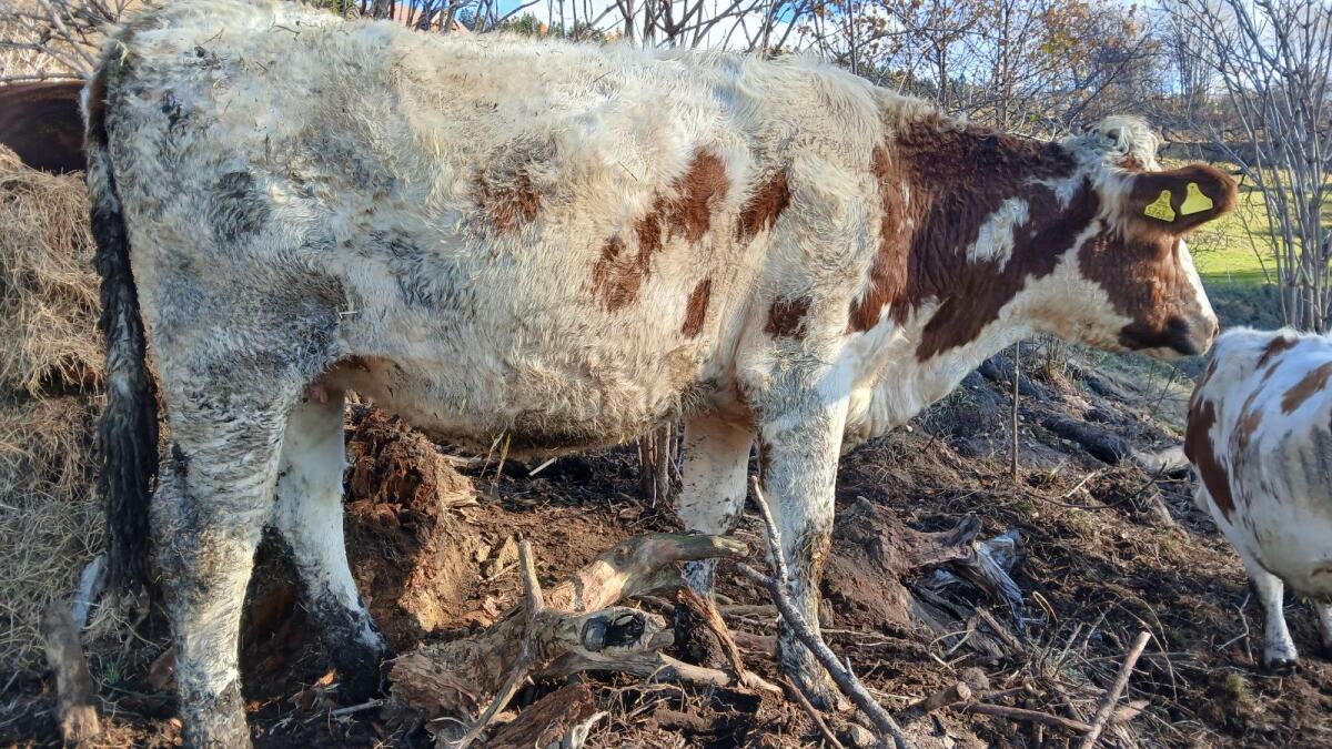 Bio Kalbin hochträchtig 2