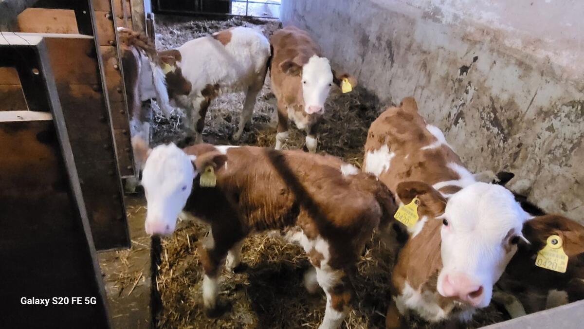 Verkaufe Bio Zuchtkälber 3