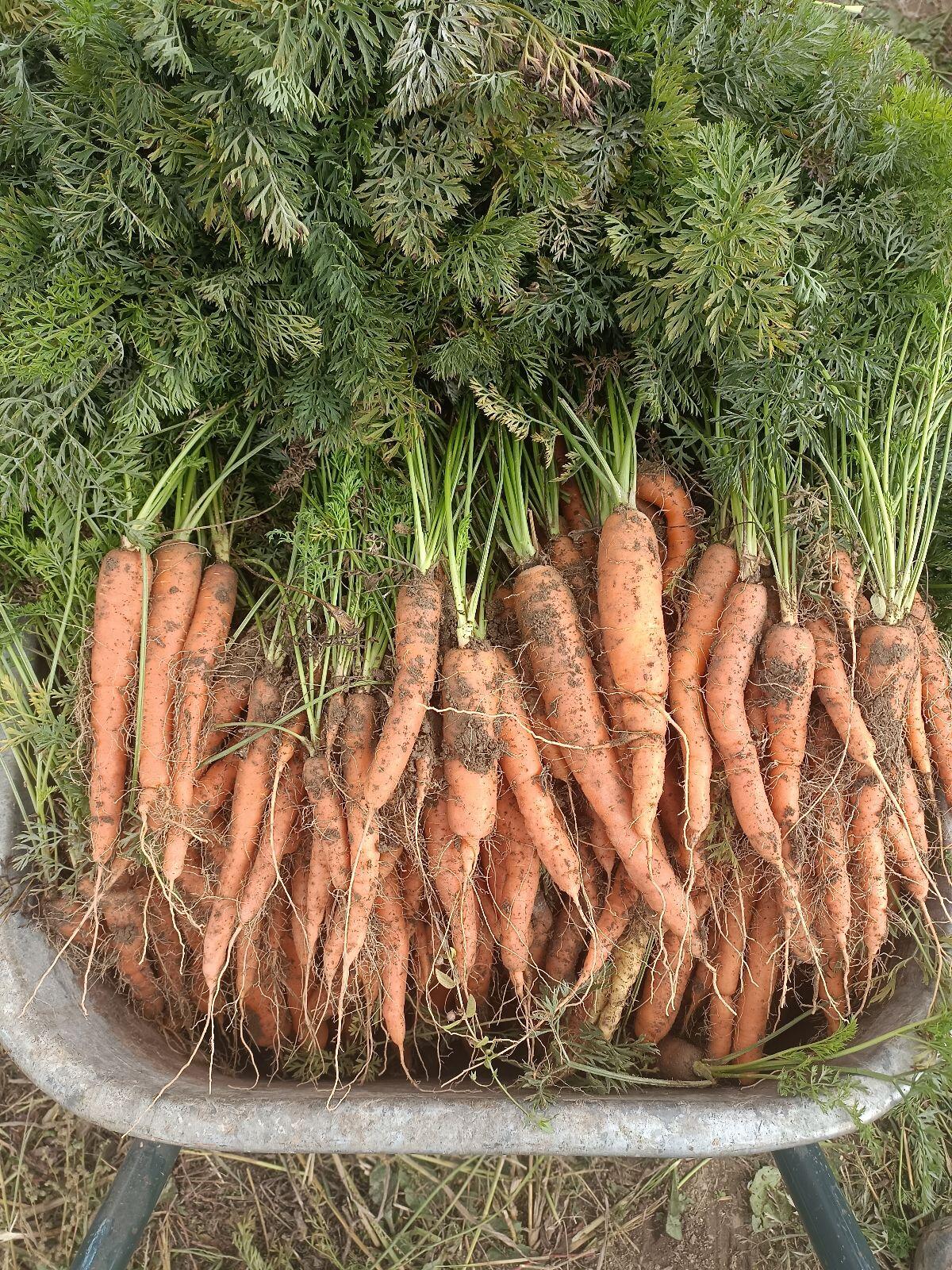 Bio-Karotten Futter/Speiseware 1