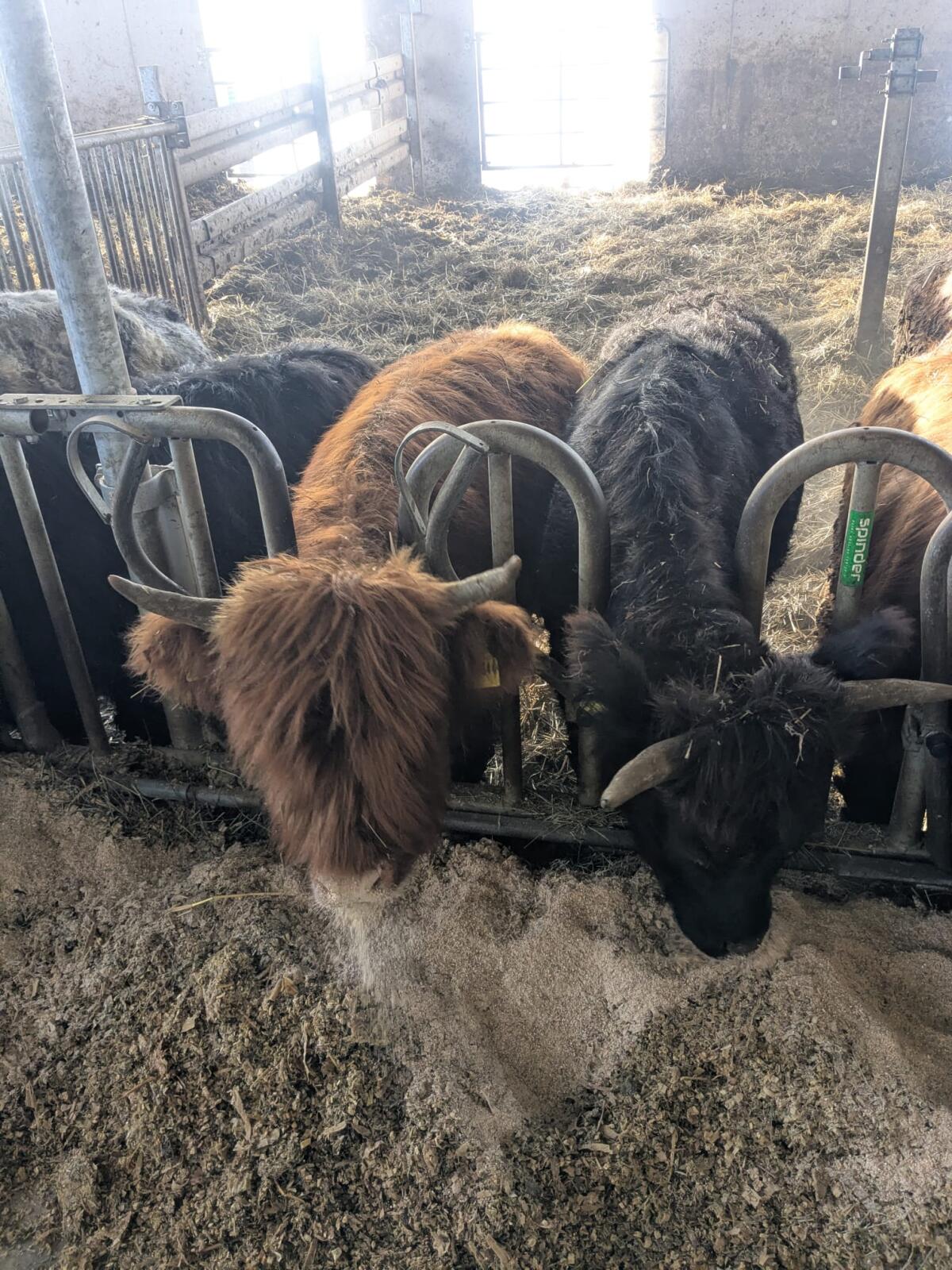 Hochlandrinder Highland Rinder Fersen 2