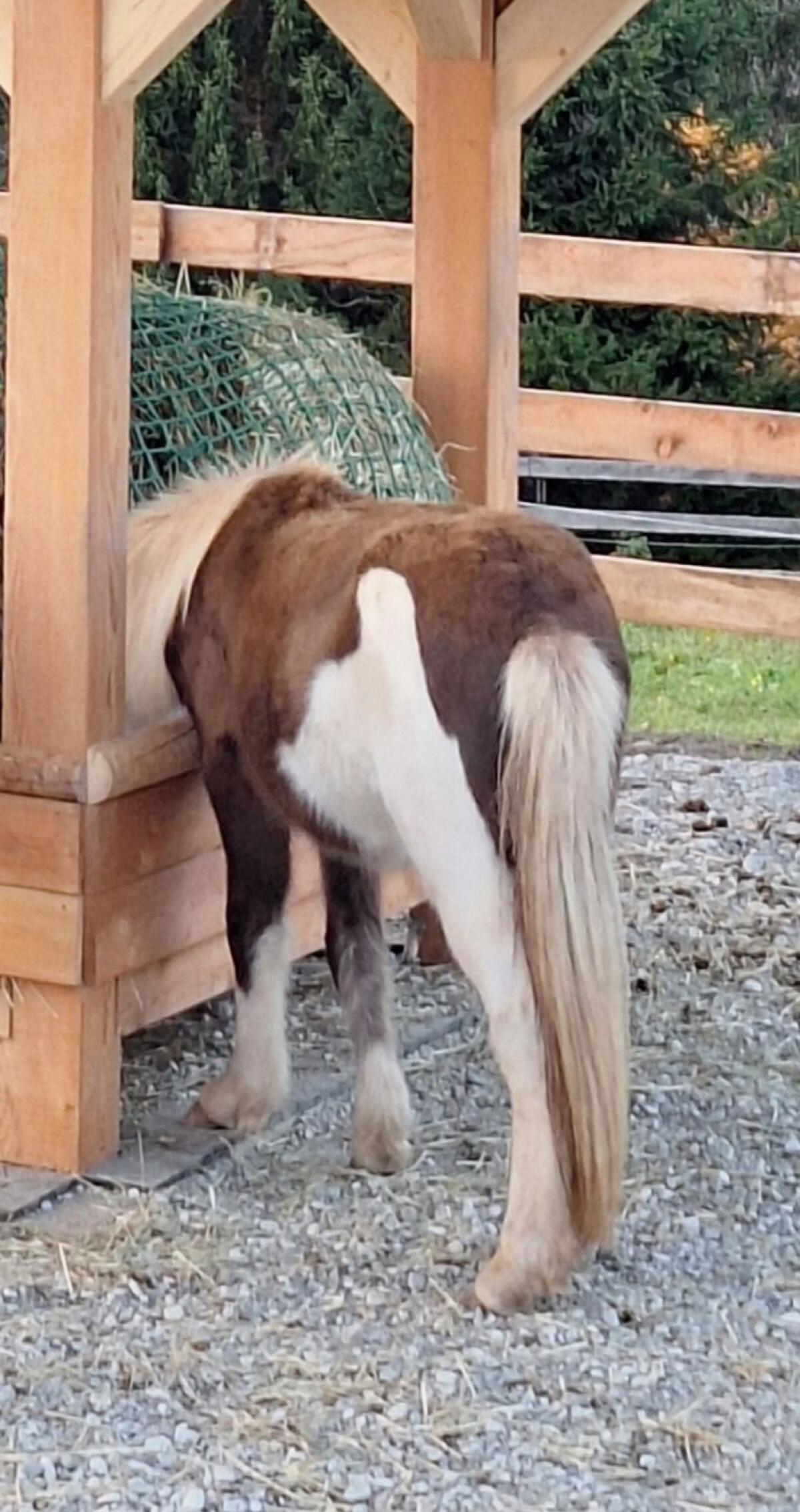 2 junge reinrassige Isländer 3