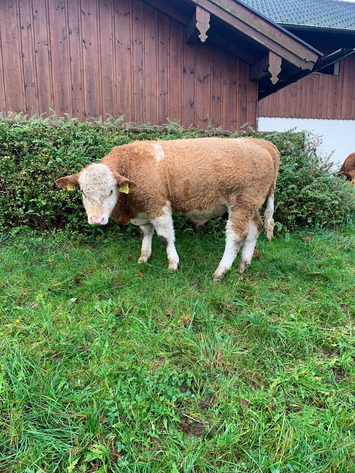 Genetisch hornlose Fleckviehstiere 2