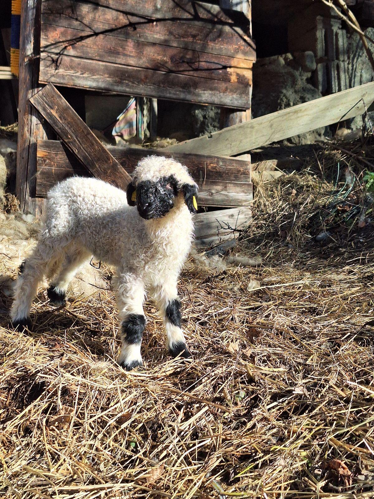 Aldrans und Umgebung: Stall/Stadel für Schafe gesucht 1