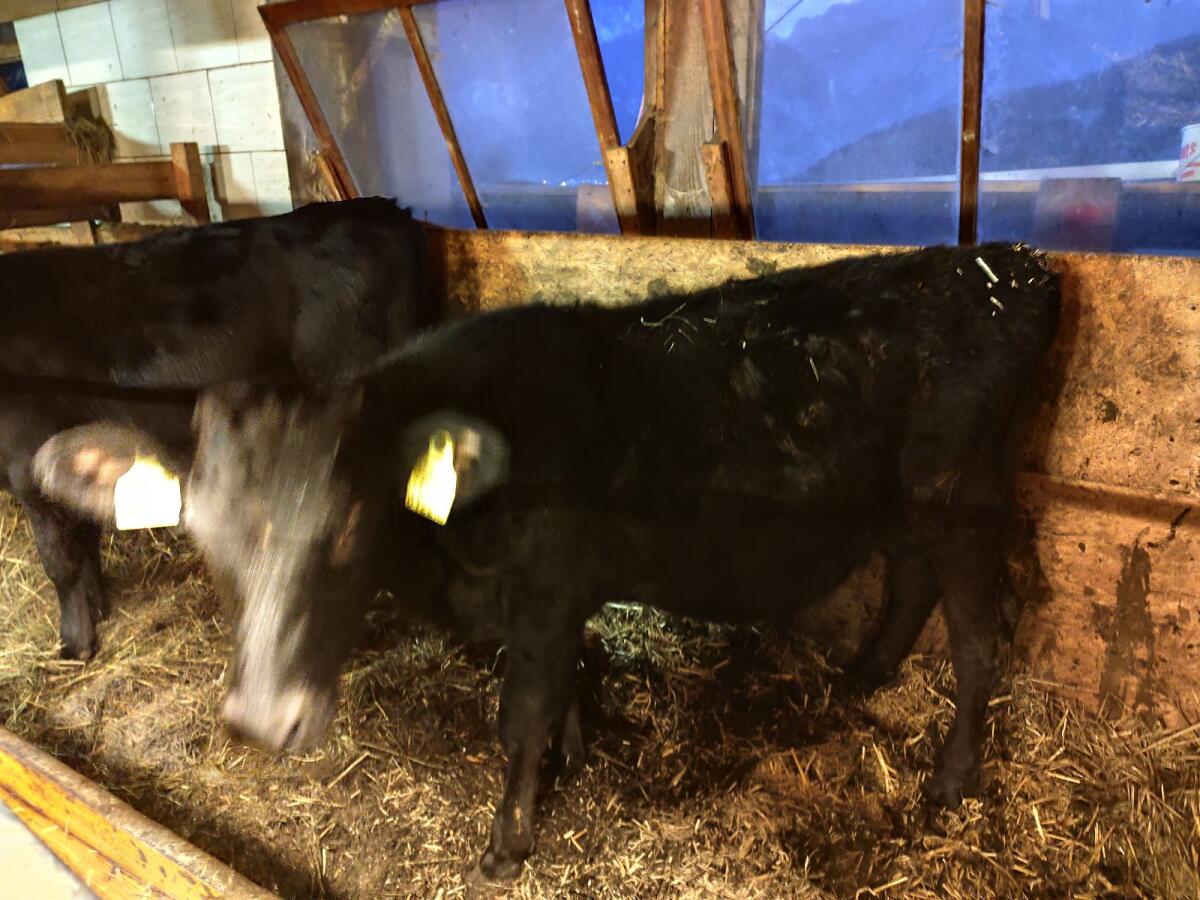 Verkaufe Wagyu männlich und weiblich 3