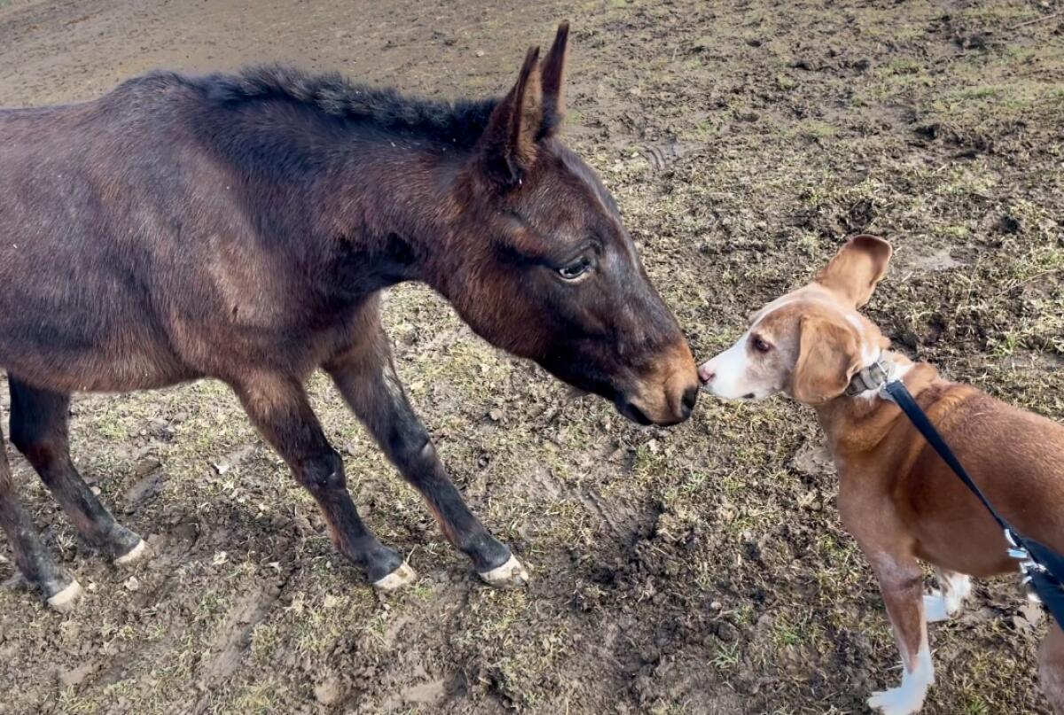 Maultier Herr Kurt 2