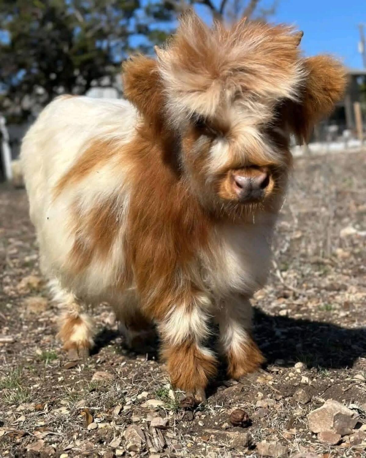 Mini-Highland-Kalb sucht ein liebevolles Zuhause 3