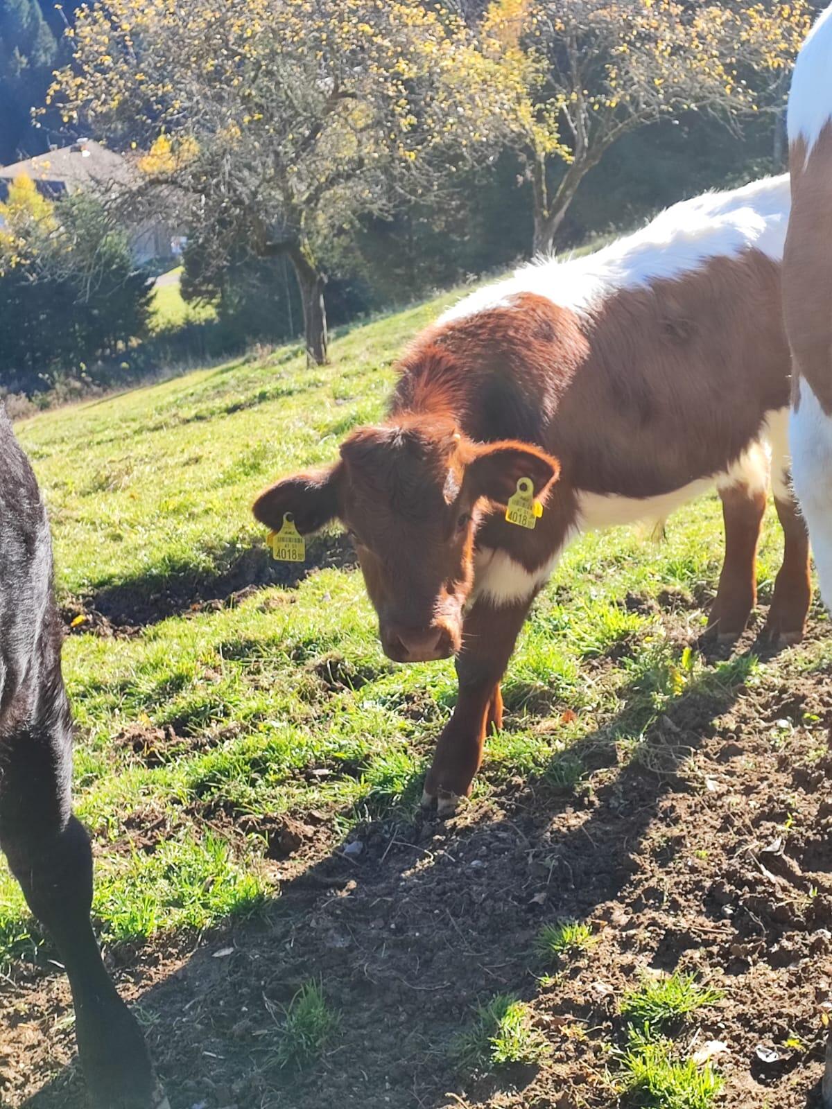 Pinzgauer Stierkalb ab Januar abzugeben, Unterkärnten 3