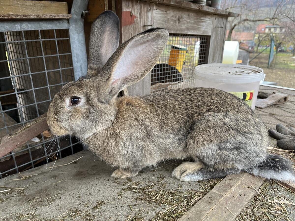 Riesen Mix Weibchen 2