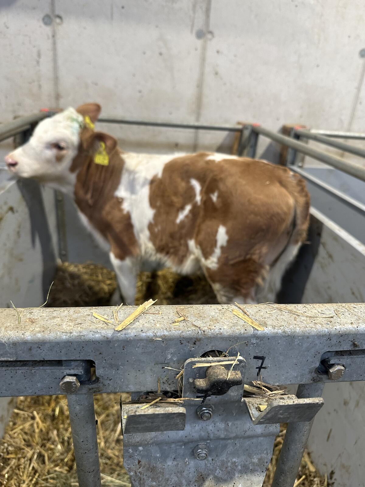 Zuchtkälber zu verkaufen 2