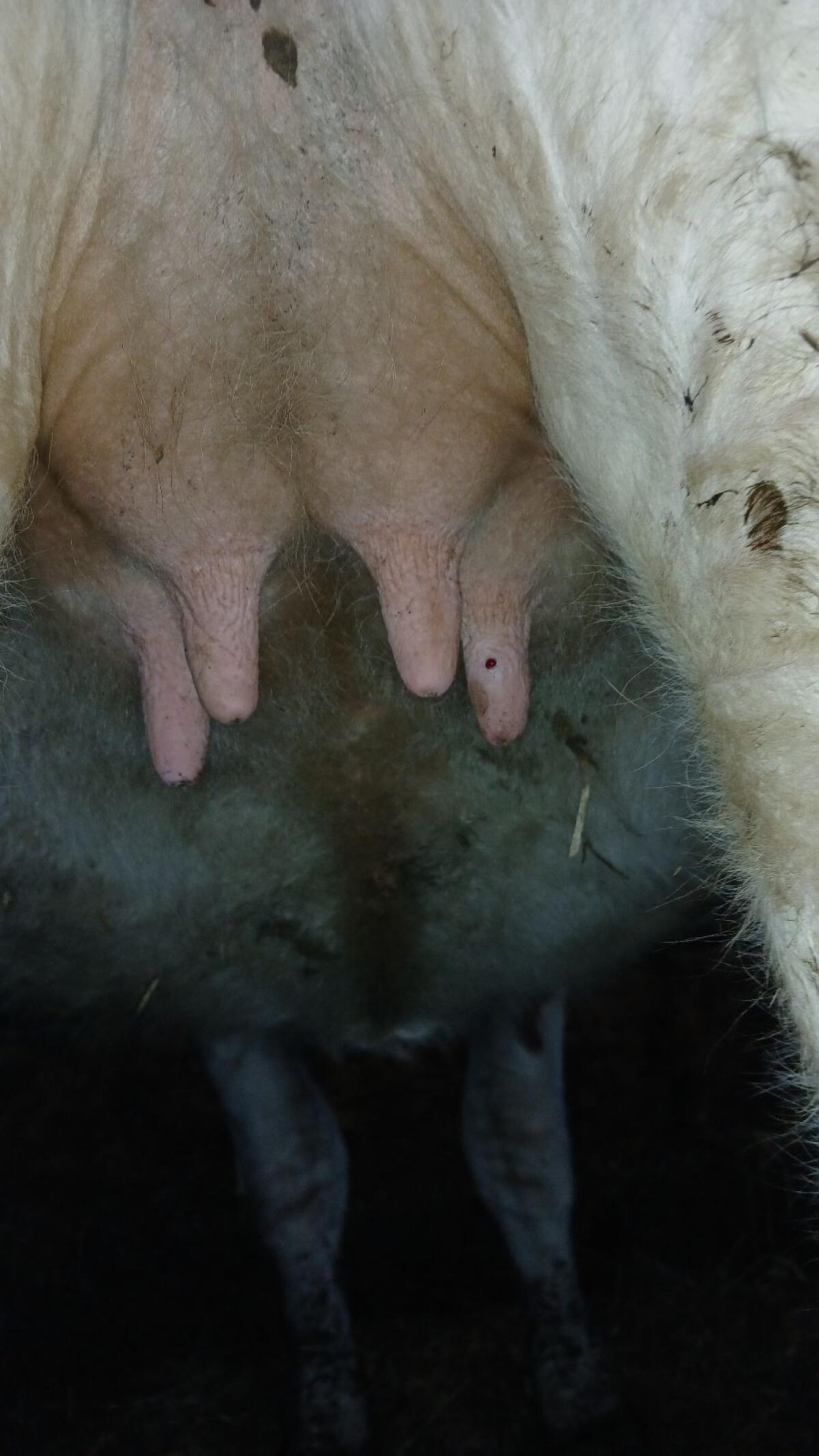 Bio Kalbin hochträchtig 3