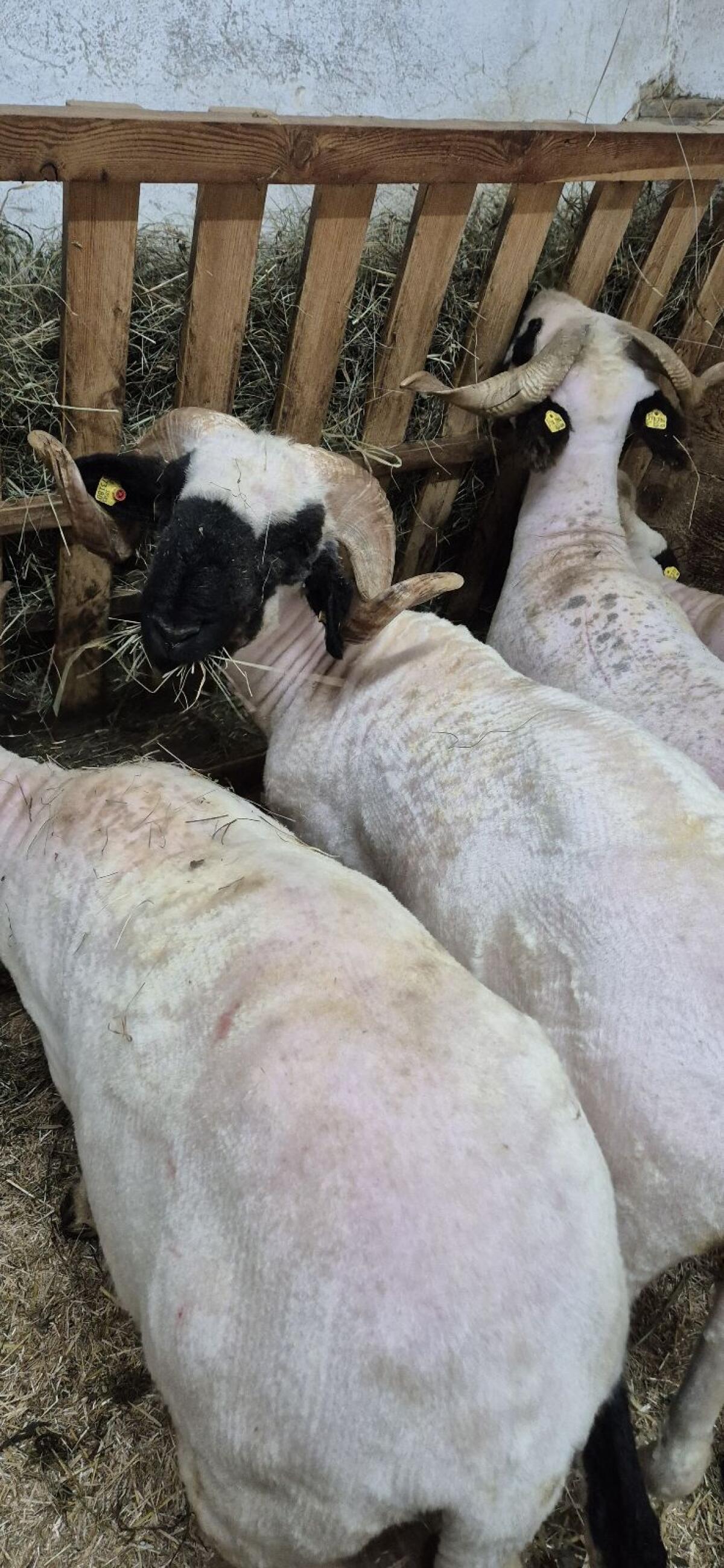 Walliser Schwarznasenwidder 2