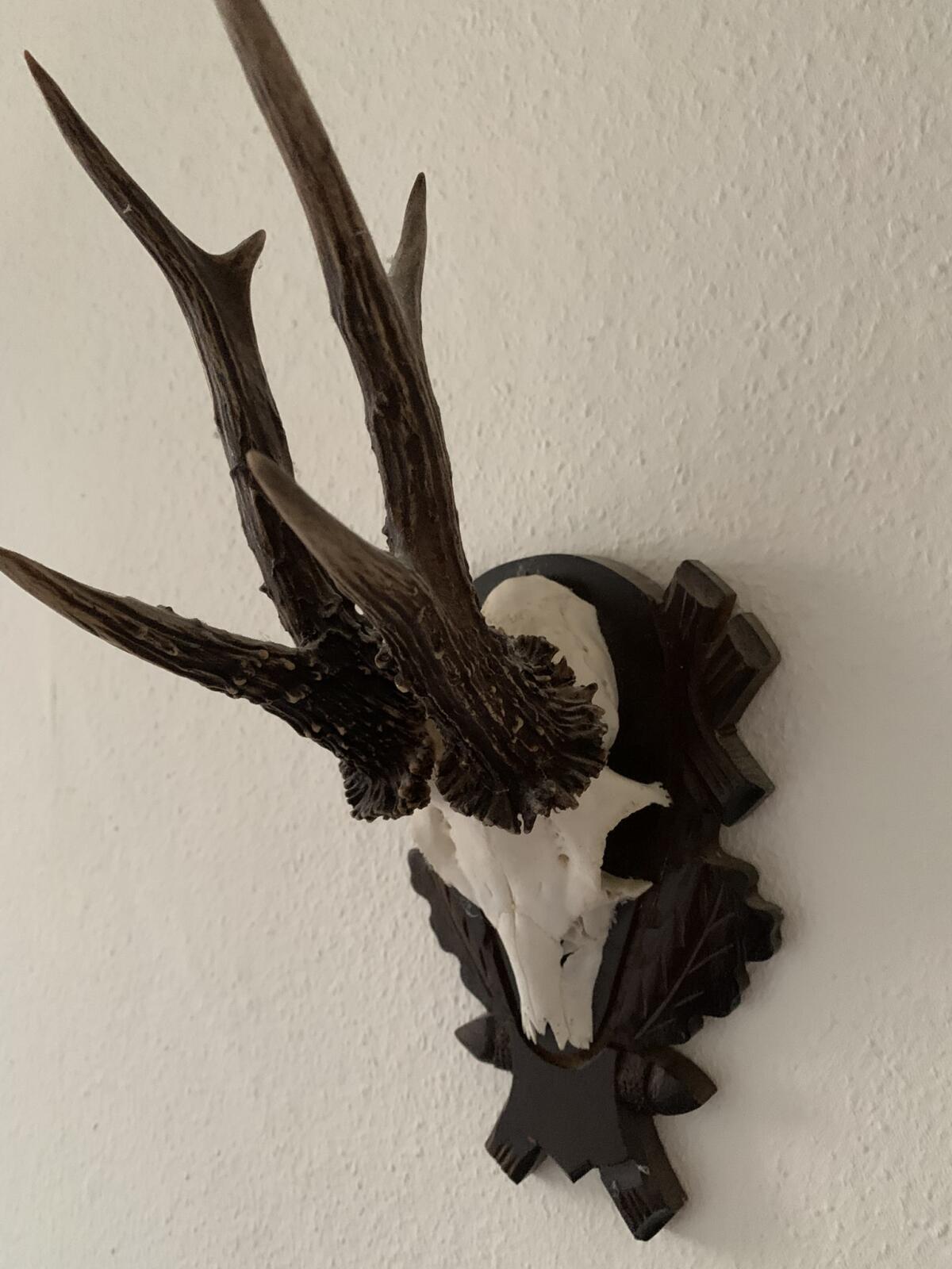 Rehbock-Trophäen mit Schädel auf Holzschild 3