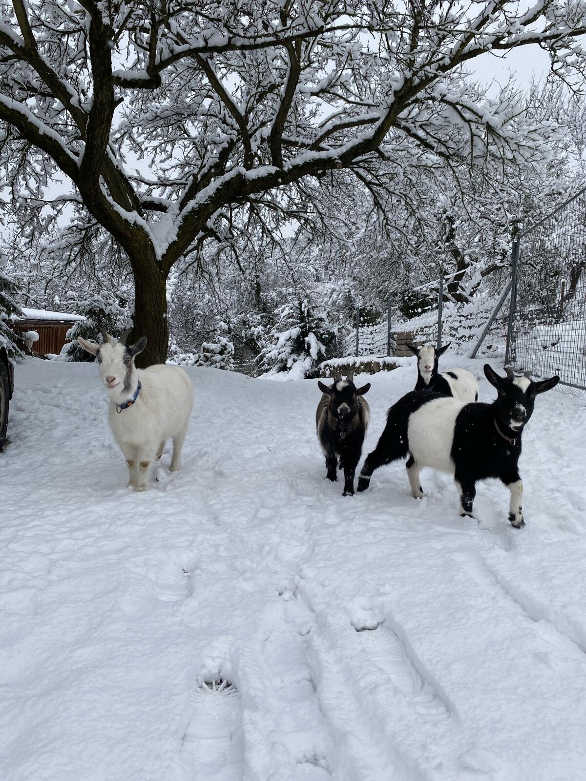 Zwergziegen weiblich 2