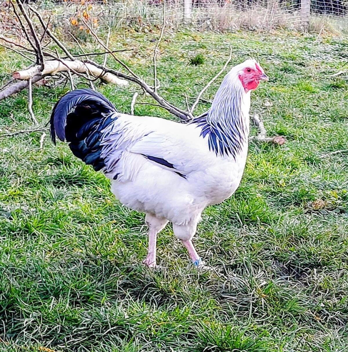 Reinrassiges Deutsches Reichshuhn 2