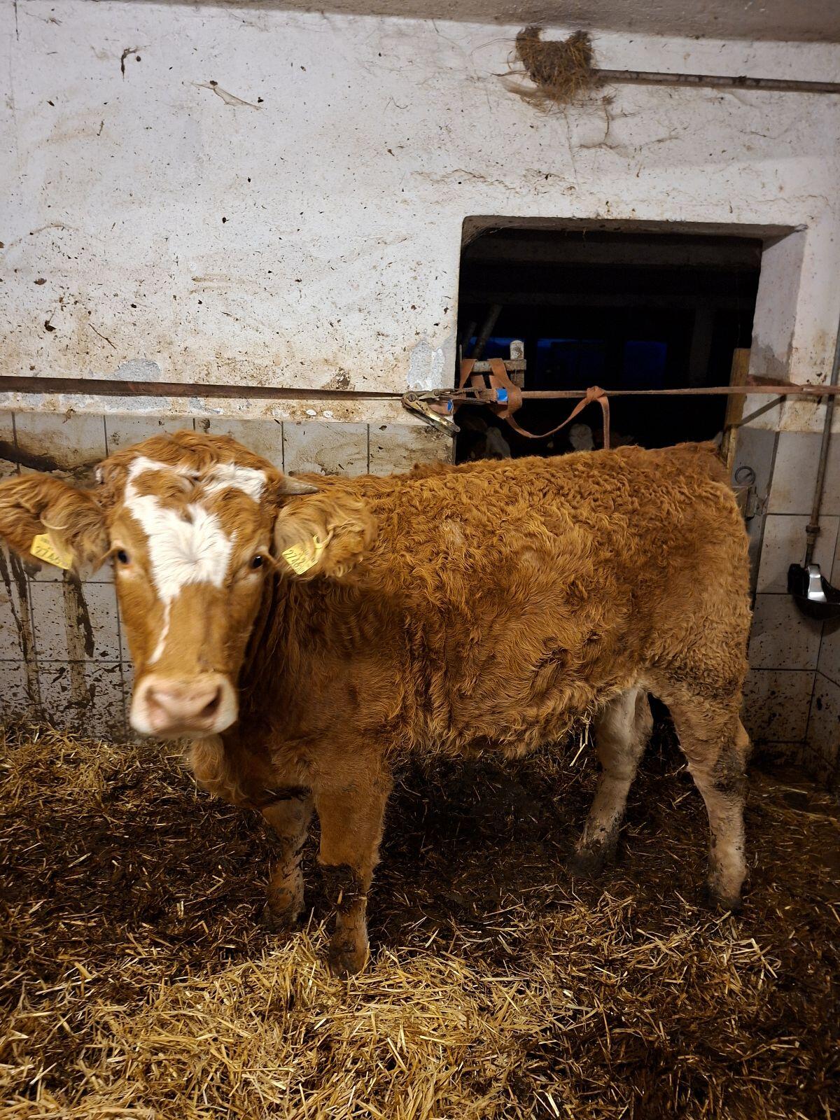 Bio Limo Kalbinnen 1