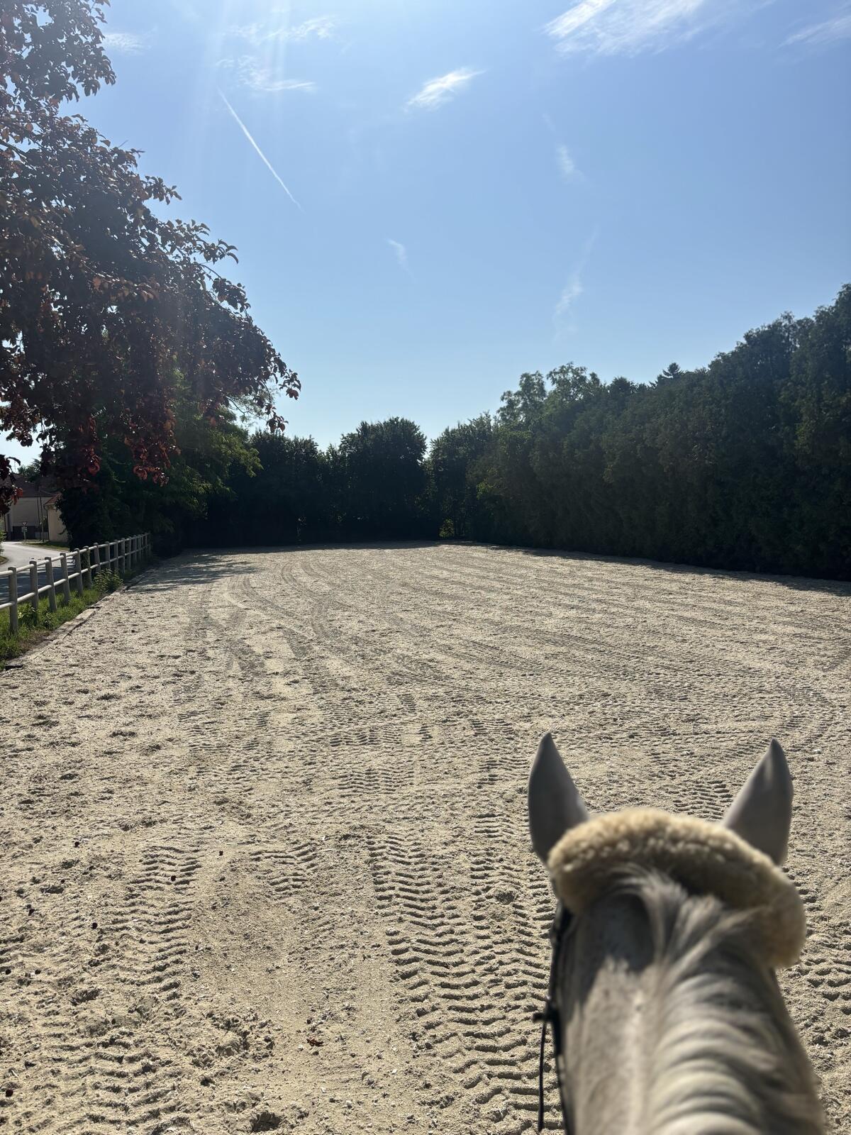 Offenstallplatz zu vergeben 2