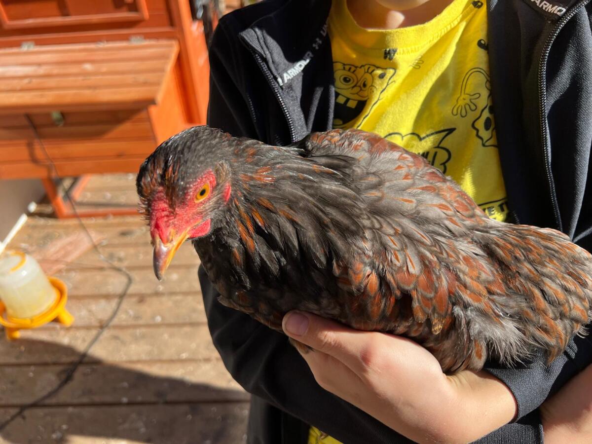 Mixhahn Zwergbrahma/Zwergwyandotten 1