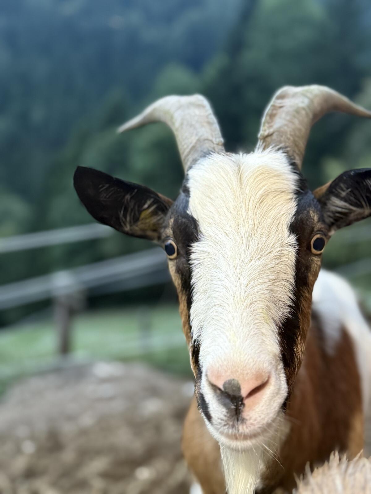 Steir. Scheckenziegenbock kastriert 2