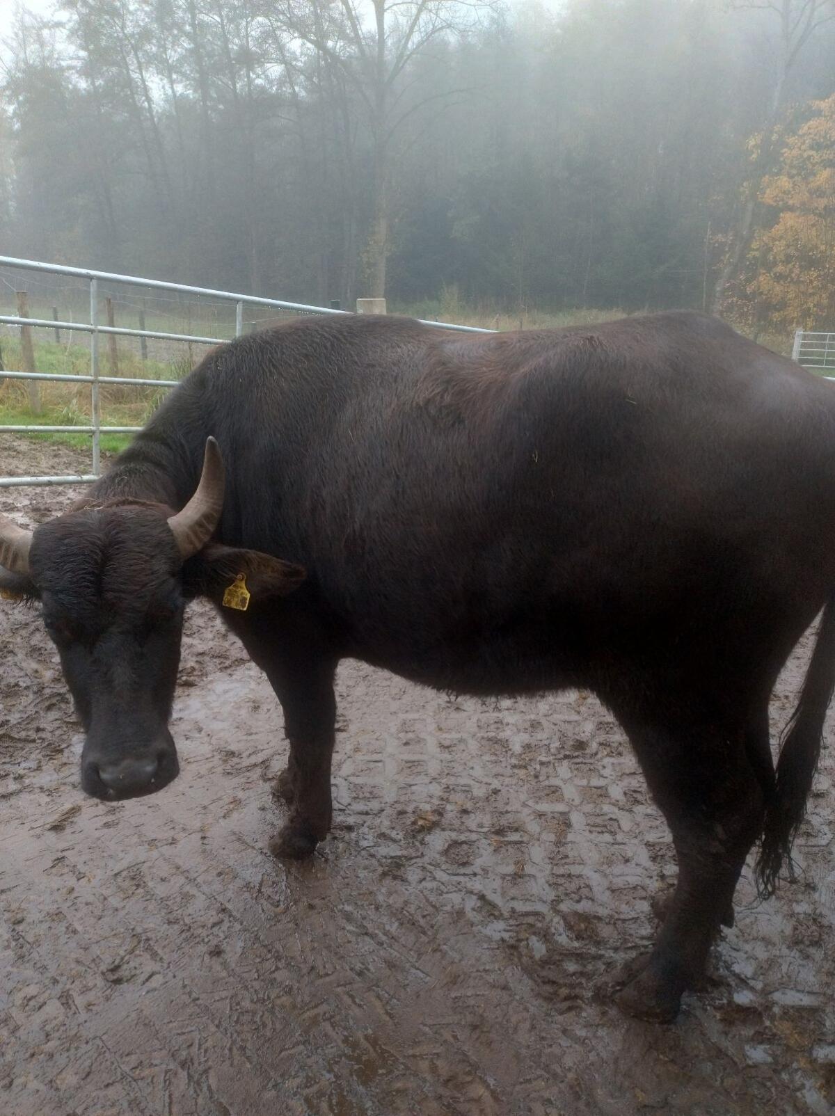 Wasserbüffelherde, Kühe, Stier 2