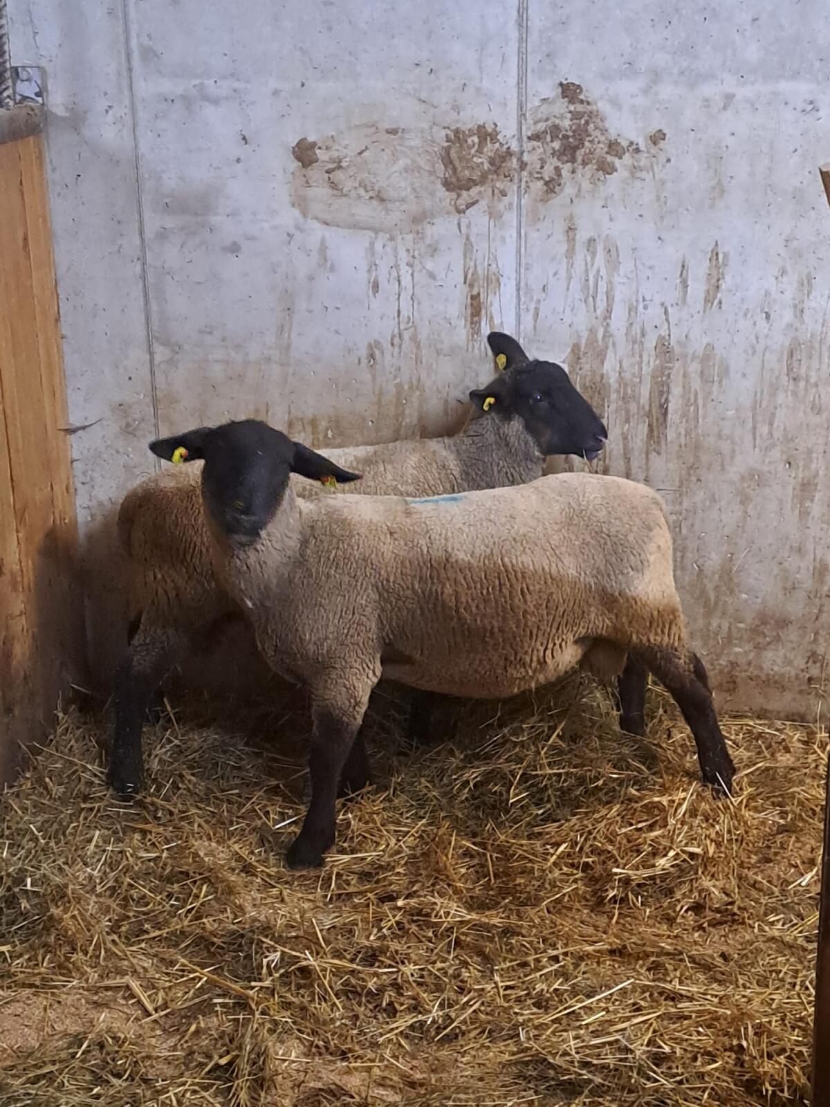 Suffolk Jungwidder 2