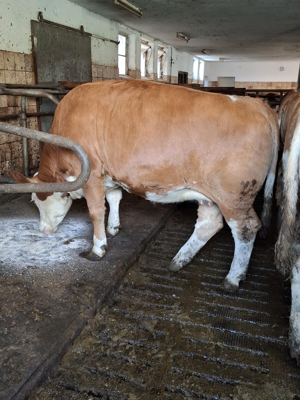 Verkaufe trächtige Fleckviehkalbin 2