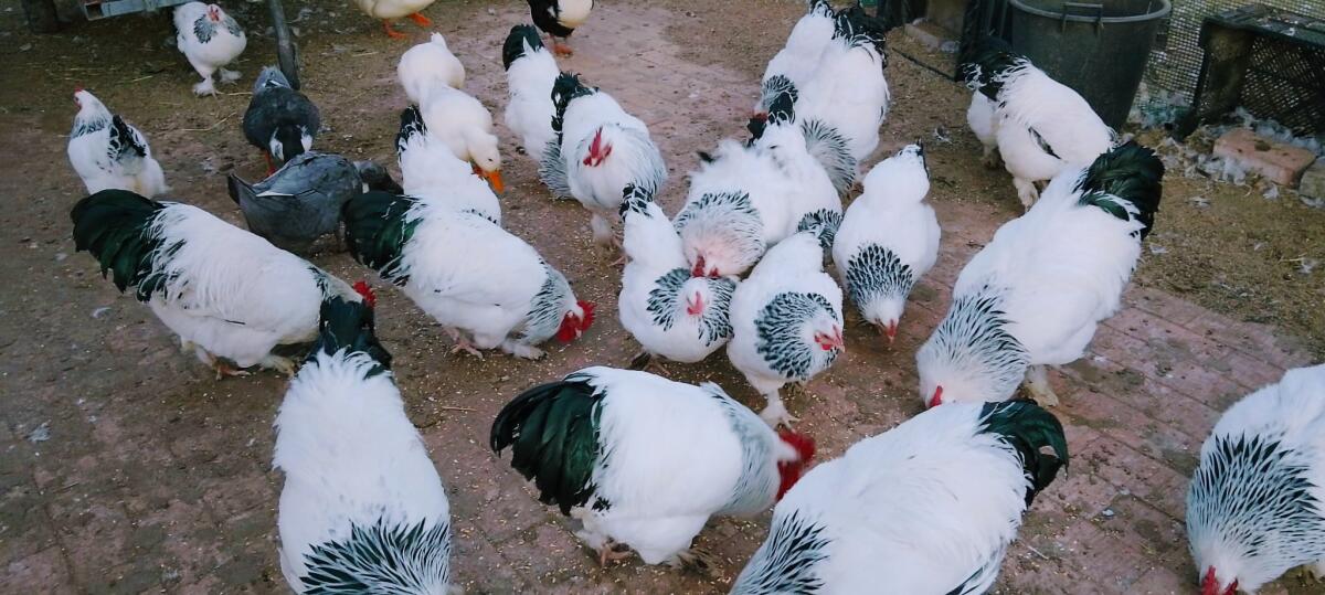 Sundheimer Hühner, Landente mit Haube 2