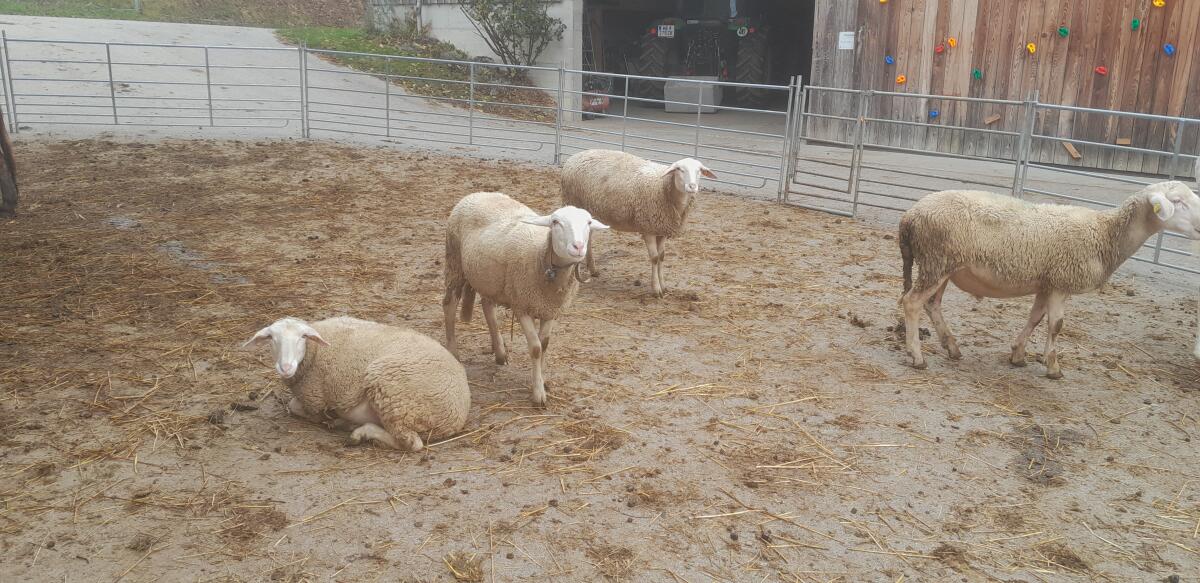 Lacaune Jungschafe 1