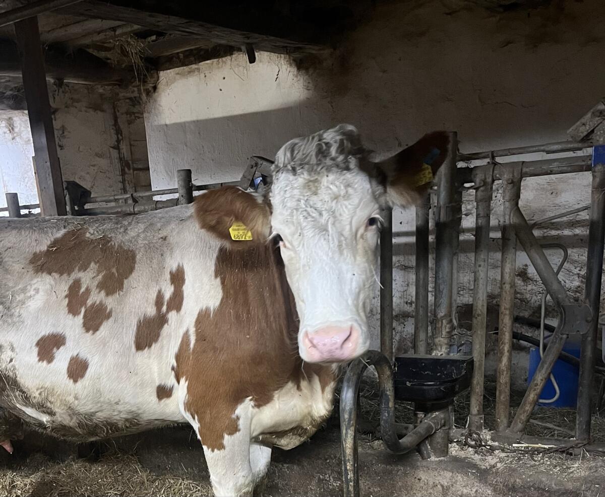 Bio Mutterkuh mit Zwillingskälbern 2