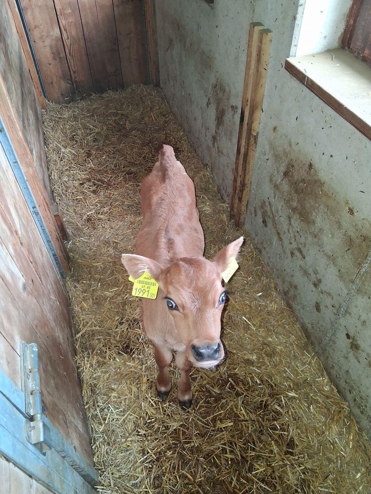 Jersey Zuchtkalb Bio 3