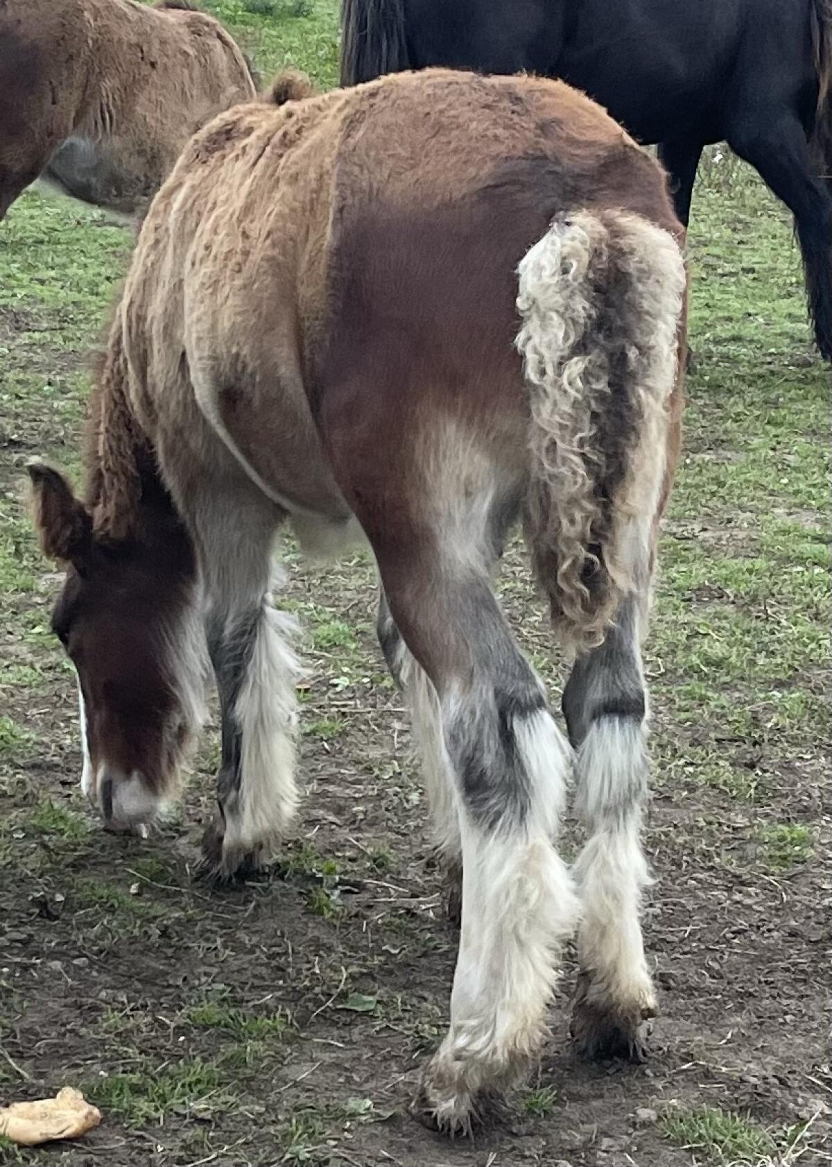 Verkaufe Tinker-Pferde 3