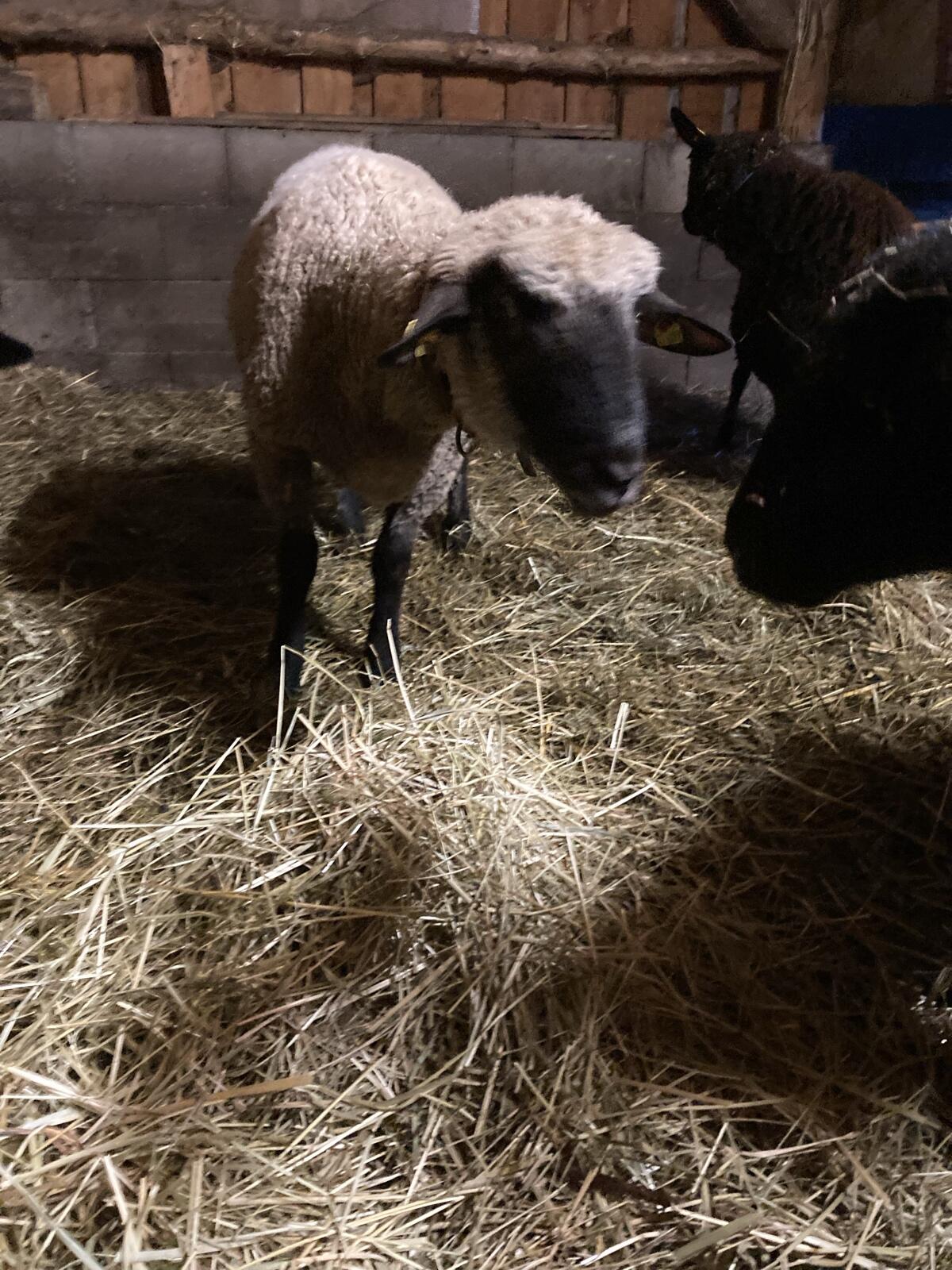 Schwarzkopf Widder 2