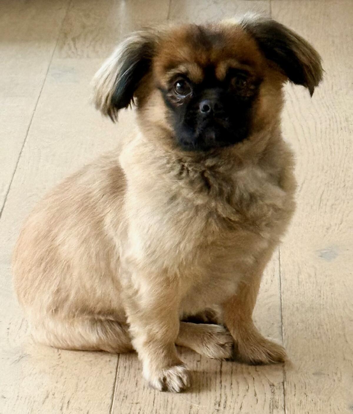 Kleiner Pudelmann, 4 Jahre alt sucht ein Körbchen 3