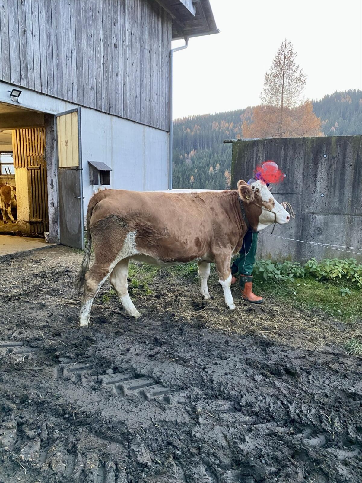 Trächtige Fleckvieh Kalbin 3