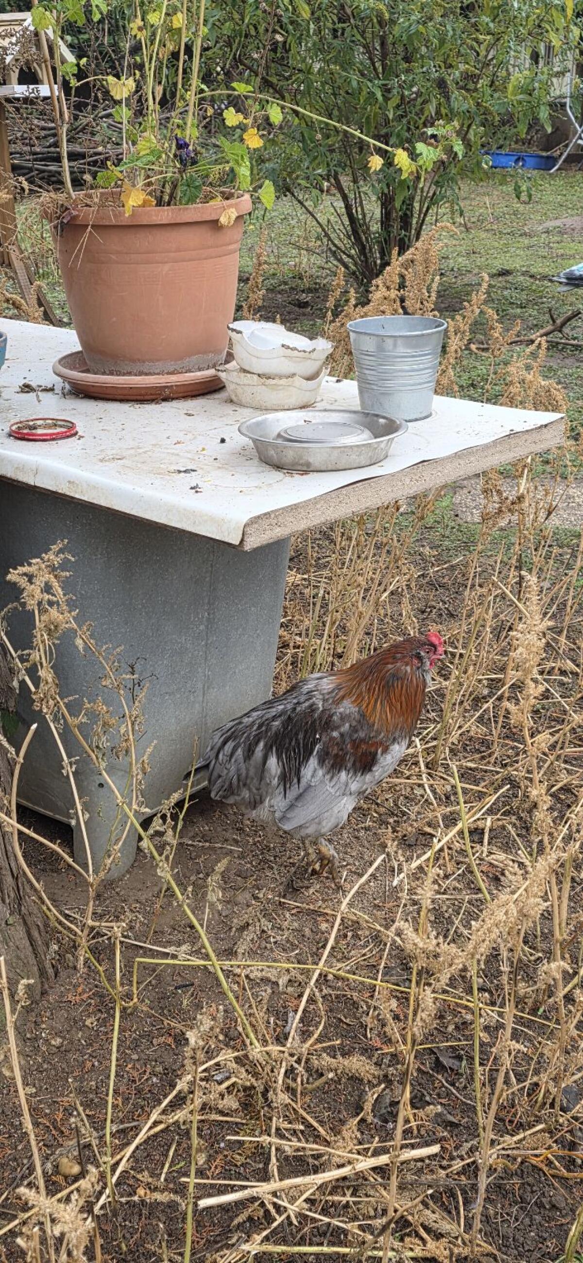 2 Araucana-Marans-Mixe Junghähne 2