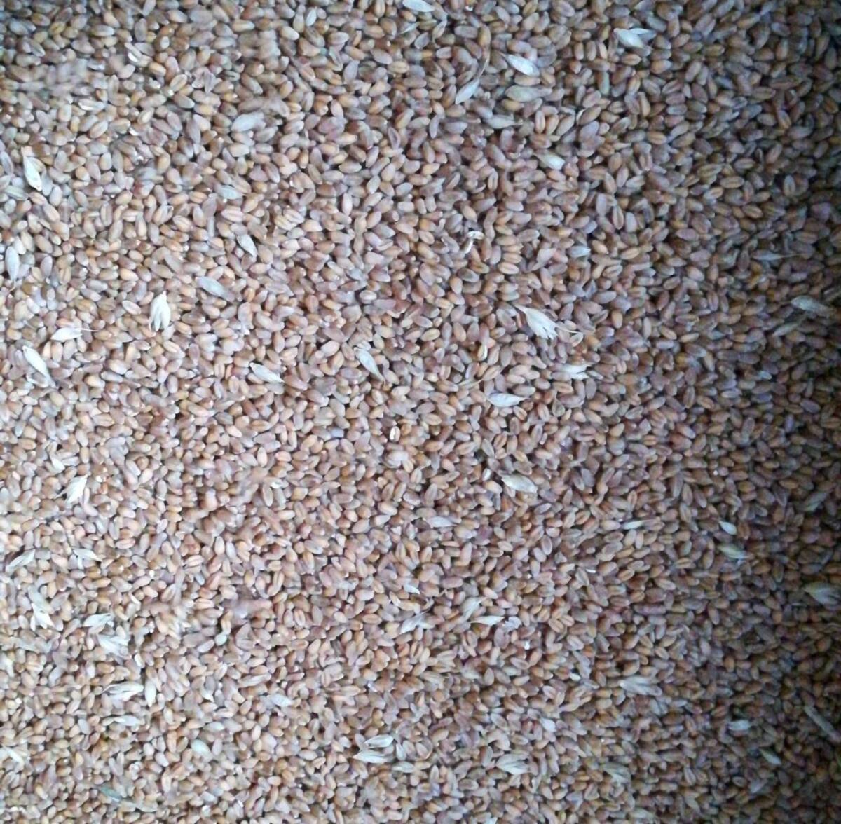 Weizen, Bio-Austria-Ware 2