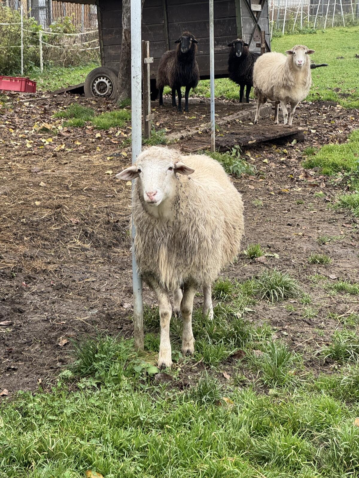 Krainer Steinschaf Bock 2