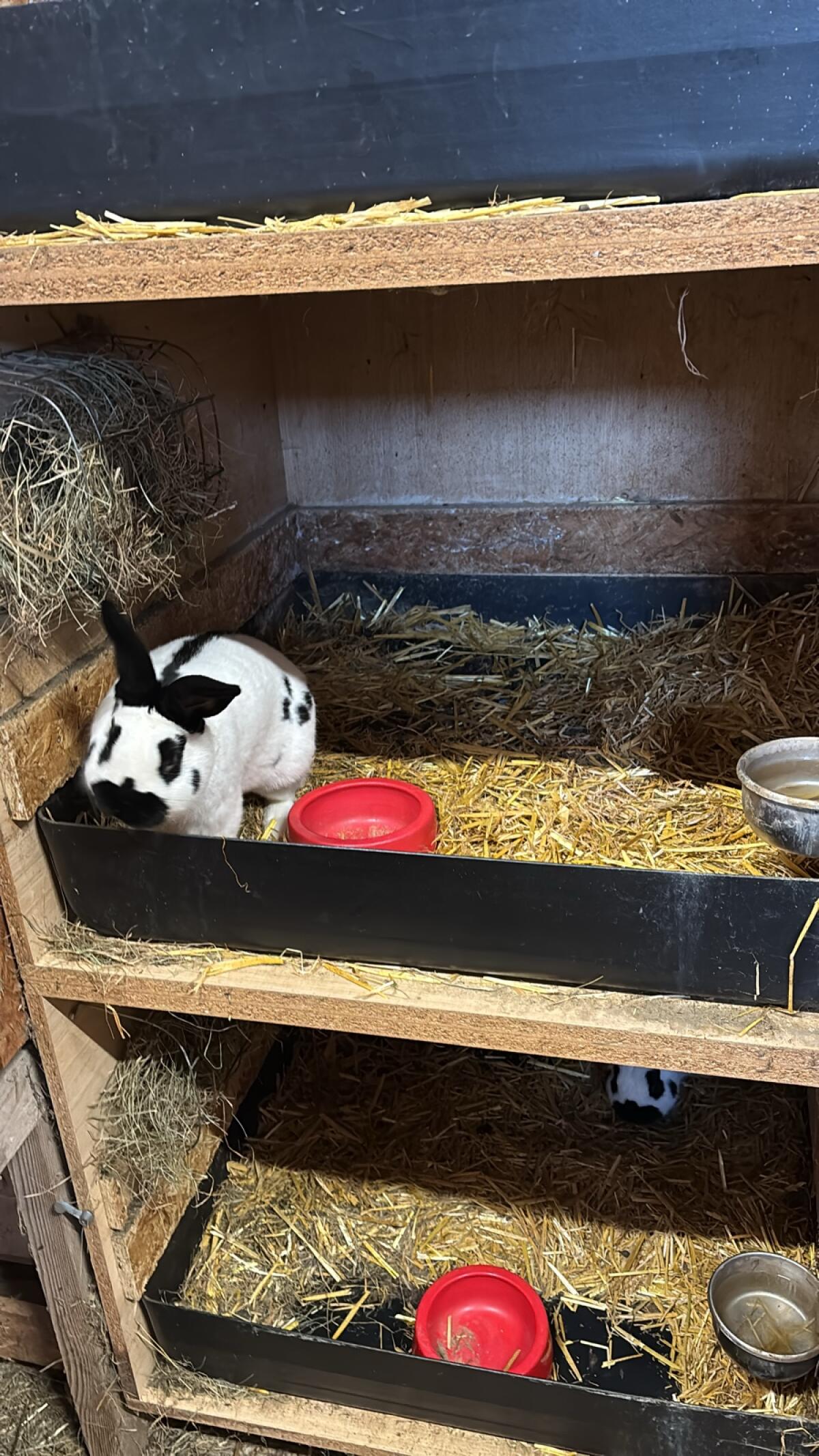 Kleinschecken schwarz/weiß 2