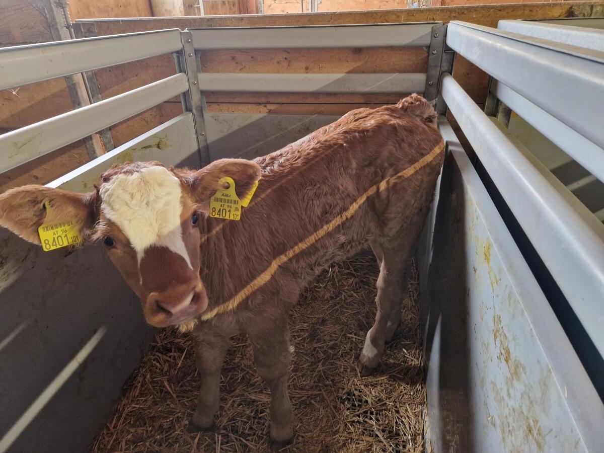 Verkaufe BIO-LI Kalb weiblich 1