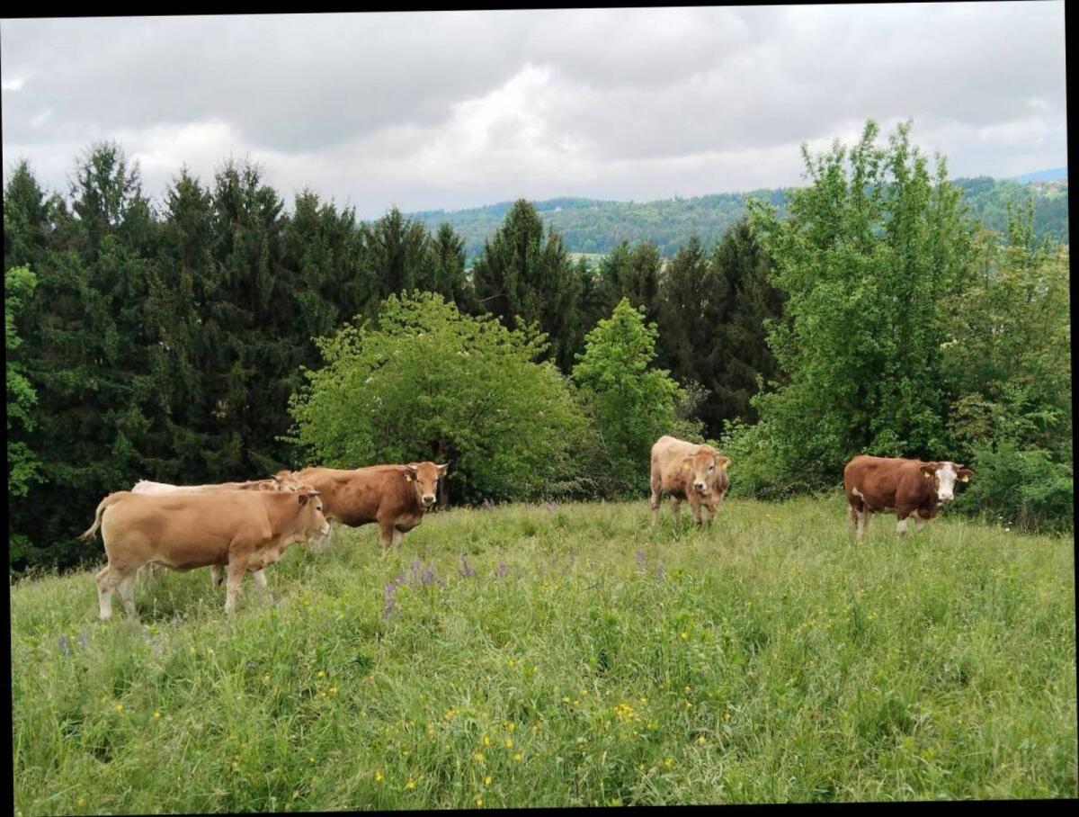 Bio-Kälber/Einsteller 3